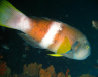 vk5kbb2005001.jpg